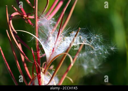 Primo piano di una capsula di semi di fireweed aperta che espone il lucido E semi di filigrana alla fine dell'estate norvegese Foto Stock