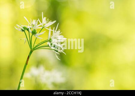 Aglio dell'orso bianco, Ramsons, aglio selvatico, fiore dell'aglio del legno con un fondo del bokeh Foto Stock