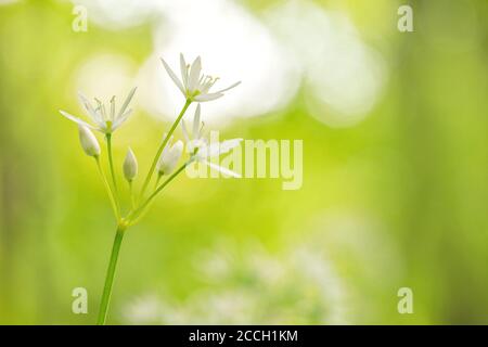 Aglio dell'orso bianco, Ramsons, aglio selvatico, fiore dell'aglio del legno con un fondo del bokeh Foto Stock