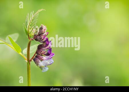 Purple Bird vetch, Canada Pea, Tutfted vetch, Cow vetch (Vicia cracca) fiore con sfondo bokeh Foto Stock