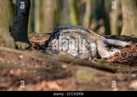 Il lupo grigio si raffredda e si nasconde nella foresta delle foglie verdi Foto Stock