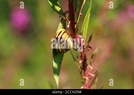 Lumaca bianca (Cepaea hortensis) Attaccando su una foglia di fireweed alla fine dell'estate norvegese Foto Stock