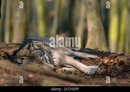 Il lupo grigio si raffredda e si nasconde nella foresta delle foglie verdi Foto Stock