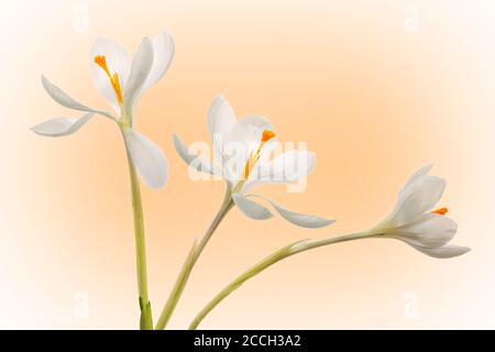 Tre crocus bianco e arancione, fiore croccus isolato su sfondo arancione Foto Stock