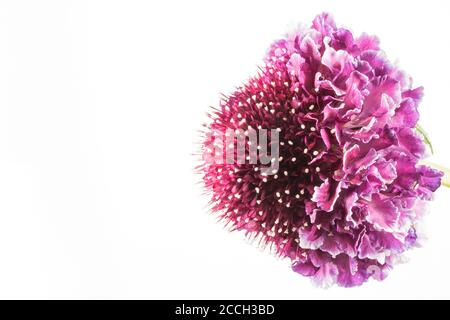 Un fiore scabiosa rosa in fiore isolato su sfondo bianco Foto Stock