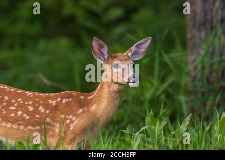 White-tailed fawn in Wisconsin settentrionale. Foto Stock