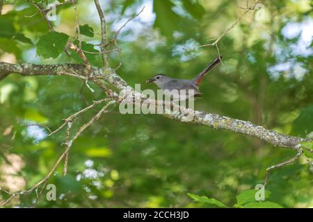 Gray catbird in un giorno di giugno nel Wisconsin settentrionale. Foto Stock