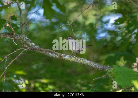 Gray catbird in un giorno di giugno nel Wisconsin settentrionale. Foto Stock