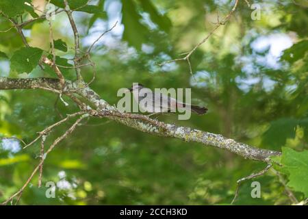 Gray catbird in un giorno di giugno nel Wisconsin settentrionale. Foto Stock