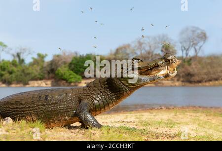 Primo piano di un caimano Yacare (Caiman yacare) mangiare piranha su una riva del fiume, Sud Pantanal, Brasile. Foto Stock