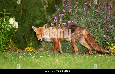 Primo piano di una volpe rossa (Vulpes vulpes) in piedi su erba verde tra fiori nel giardino, Regno Unito. Foto Stock