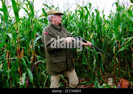 Stagione di gioco, Tiro, Tiro Sport, Tiro Gentleman, Sport tradizionale, Country Pursuit, Cheshire, Inghilterra, Crop di copertura di mais, Labrador Foto Stock