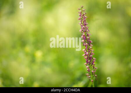 Un fiore rosa isolato e in fiore con uno sfondo bokeh. Fiori selvatici Foto Stock