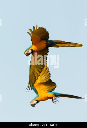 Primo piano di due macaws blu e giallo in volo, Pantanal Sud, Brasile. Foto Stock