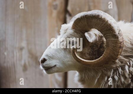 un primo piano di un ariete con il suo potente corno Foto Stock