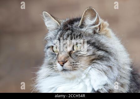 Primo piano di un gatto domestico grigio dai capelli lunghi su sfondo chiaro. Foto Stock