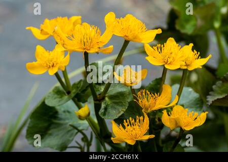 Palude fiorente marigold all'acqua in primavera Foto Stock