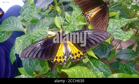 Farfalle colorate a Kuala Lumpur Foto Stock