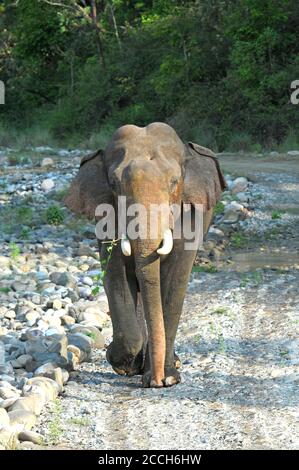 Asain maschio Elefante che cammina dritto verso la macchina fotografica Foto Stock