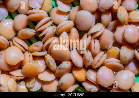 Lenticchie gialle germogliate in grani macro close-up Foto Stock