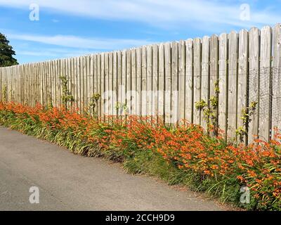 Splendide piante di Montbretia che fiorono su una strada dell'isola Dell'uomo Foto Stock