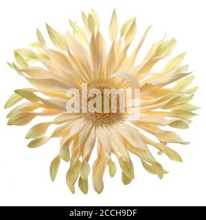 Fiori di dahlia gialli morbidi isolati su sfondo bianco. Crisantemo giallo isolato su bianco. Foto Stock