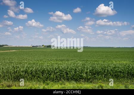 Campi di mais in Iowa rurale Foto Stock