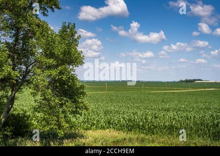 Campi di mais in Iowa rurale Foto Stock