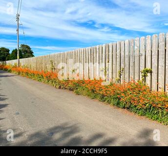 Splendide piante di Montbretia che fiorono su una strada dell'isola Dell'uomo Foto Stock