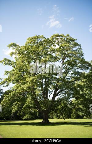 Maestoso albero di Sycamore alla luce del sole Foto Stock