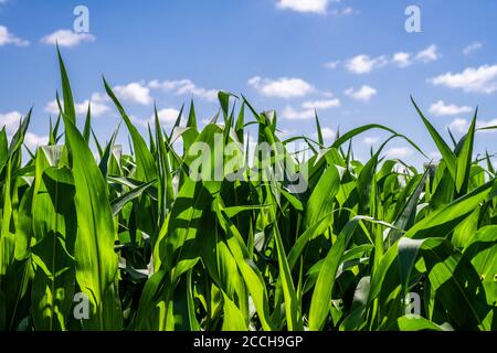 Campi di mais in Iowa rurale Foto Stock