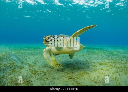 Tartaruga Hawksbill mangiare erba di mare dal fondo sabbioso. Fotografia subacquea di animali selvatici, vita marina, immersioni e attività di snorkeling. Foto Stock