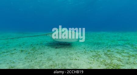 Tartaruga Hawksbill mangiare erba di mare dal fondo sabbioso. Fotografia subacquea di animali selvatici, vita marina, immersioni e attività di snorkeling. Foto Stock