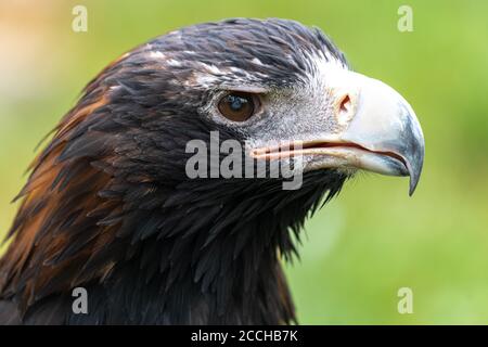 Ritratto di Aquila o Bunjil (Aquila audax) Foto Stock