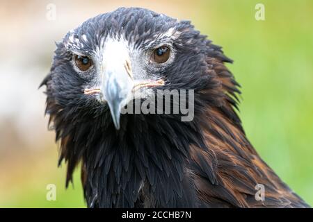 Ritratto di Aquila o Bunjil (Aquila audax) Foto Stock