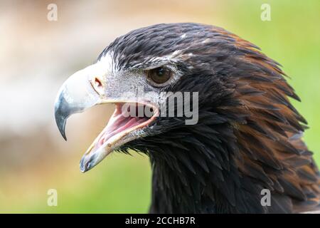 Ritratto di Aquila o Bunjil (Aquila audax) Foto Stock