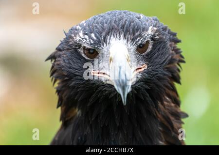 Ritratto di Aquila o Bunjil (Aquila audax) Foto Stock