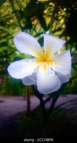 Fiore di frangipani Foto Stock