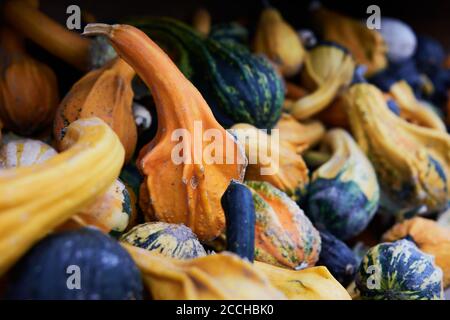 Un primo piano di un espositore in legno con un abbondanza di piccole squash colorate anche chiamato mela amara o. Colocynth (citrullus colocynthus) Foto Stock