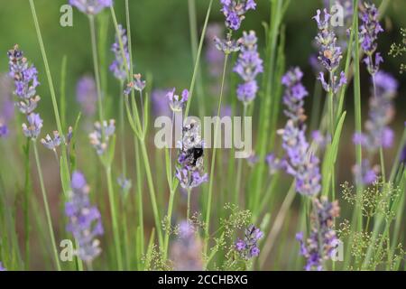 bumbelbee sulla lavanda Foto Stock