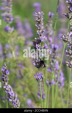 bumbelbee sulla lavanda Foto Stock