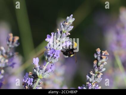 bumbelbee sulla lavanda Foto Stock