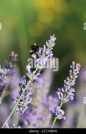 bumbelbee sulla lavanda Foto Stock