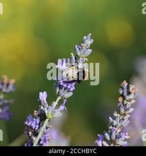 bumbelbee sulla lavanda Foto Stock