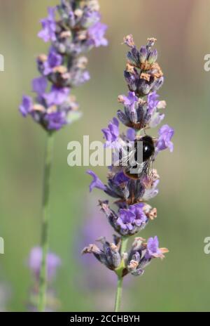 bumbelbee sulla lavanda Foto Stock