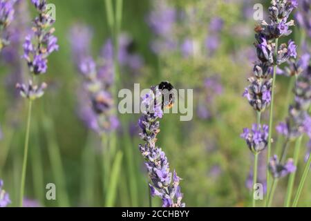 bumbelbee sulla lavanda Foto Stock