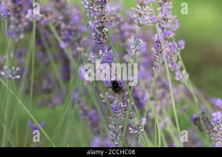 bumbelbee sulla lavanda Foto Stock