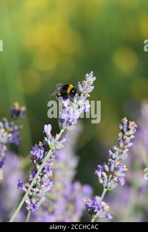 bumbelbee sulla lavanda Foto Stock