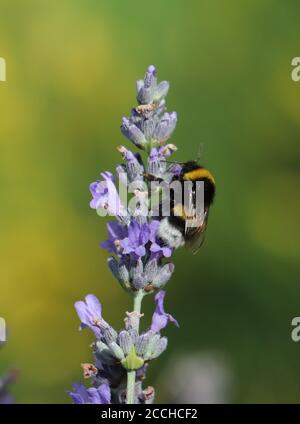 bumbelbee sulla lavanda Foto Stock