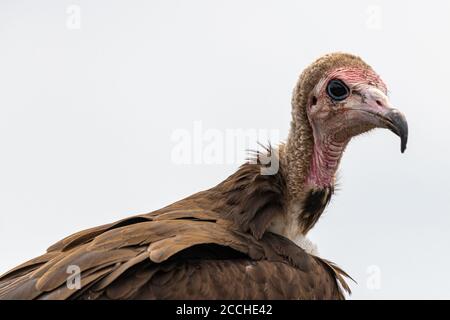 Ritratto di avvoltoio con cappuccio (Necrosyrtes monachus) Foto Stock